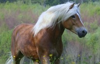 Wehr