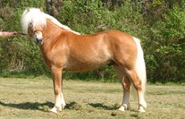 Niederalm 2