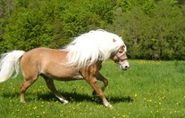 Sortie Niederalm