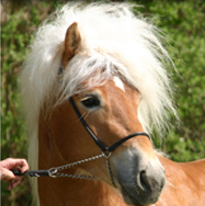 Niederalm