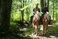 Haflinger-randonnee-foret