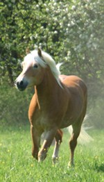 Haflinger -biodynamie